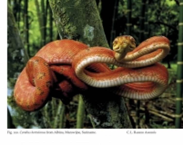 Natural History of Neotropical Treeboas (genus Corallus)